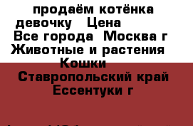 продаём котёнка девочку › Цена ­ 6 500 - Все города, Москва г. Животные и растения » Кошки   . Ставропольский край,Ессентуки г.